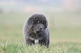 DOGUE DU TIBET 716